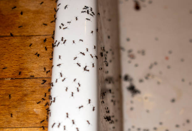 Professional Pest Control in Bel Air North, MD
